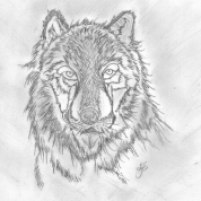wilk - moja pierwsza praca ołówkiem